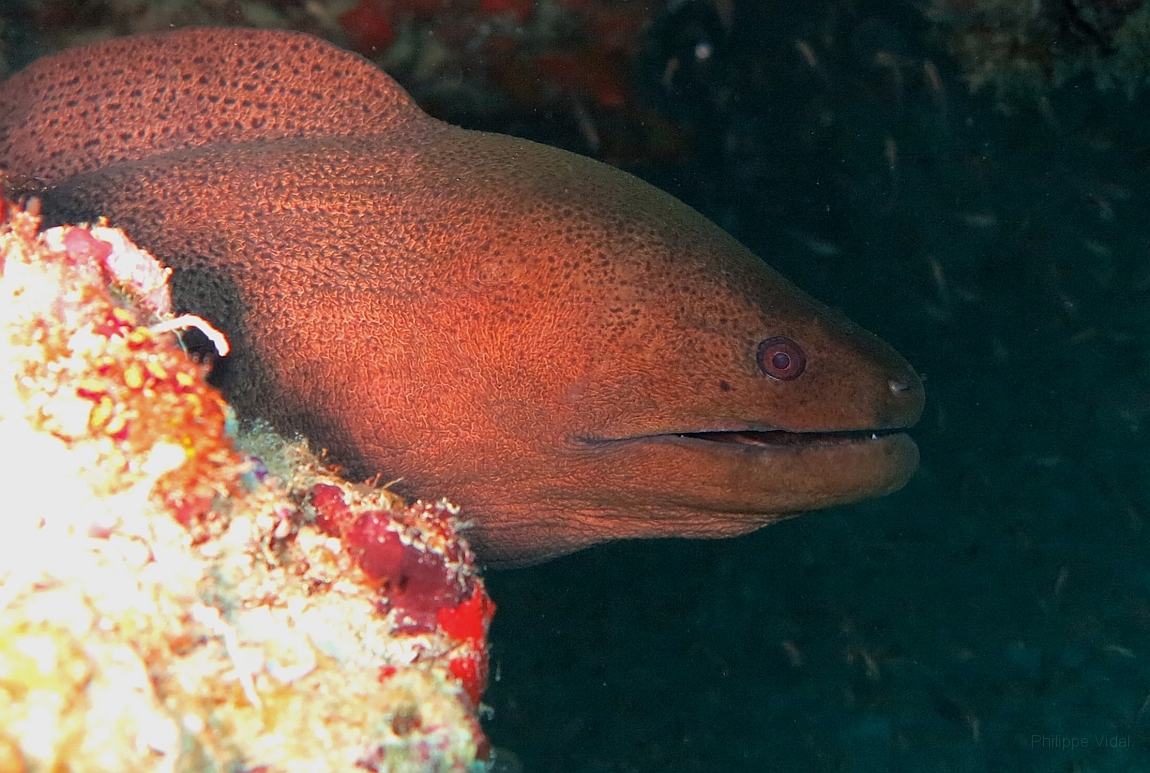 IMG_1310rf_Maldives_Madoogali_Plongee 14_Donagali caves_Murene javanaise_Gymnothorax javanicus.jpg